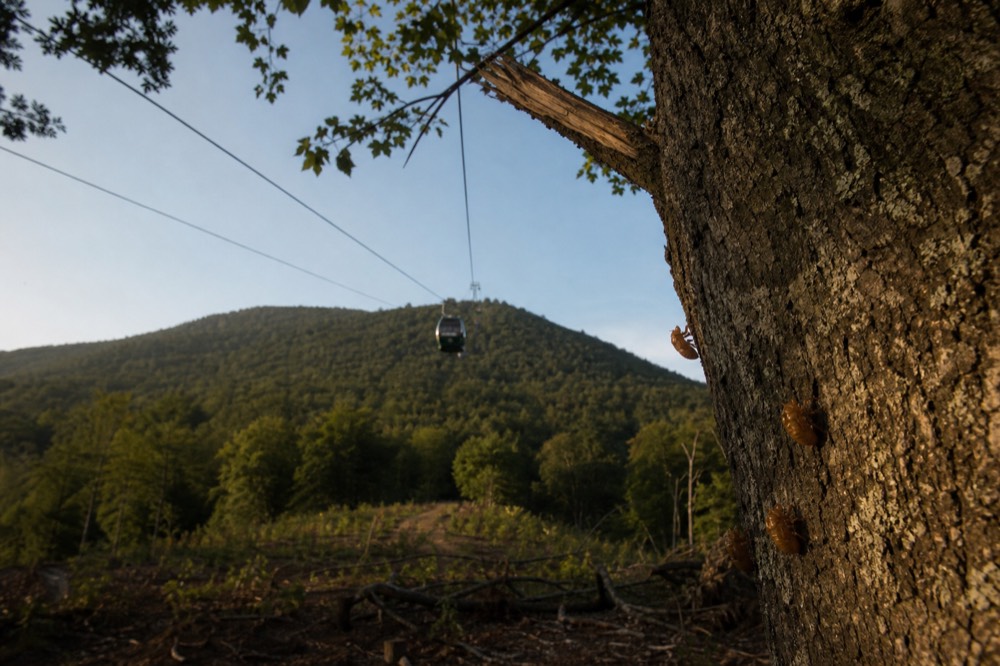 Gondola cabins travelling above the tree line toward Maokong, no text, no logos, no people