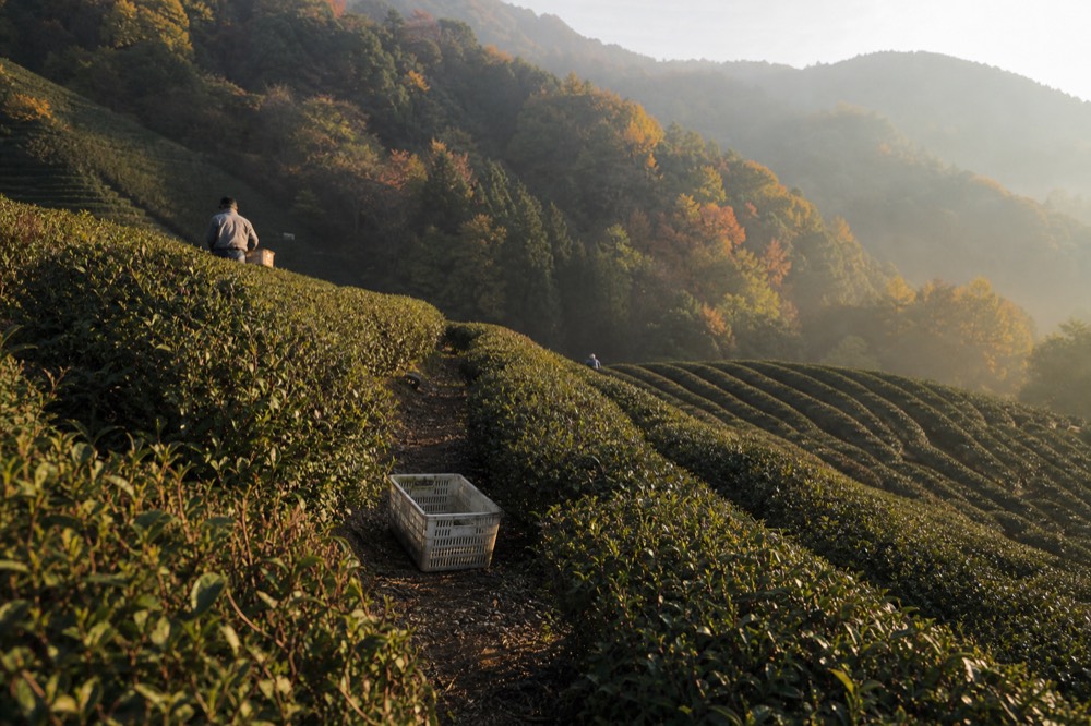 Terraced tea rows on a green hillside above a wooded valley, no text, no logos, no people