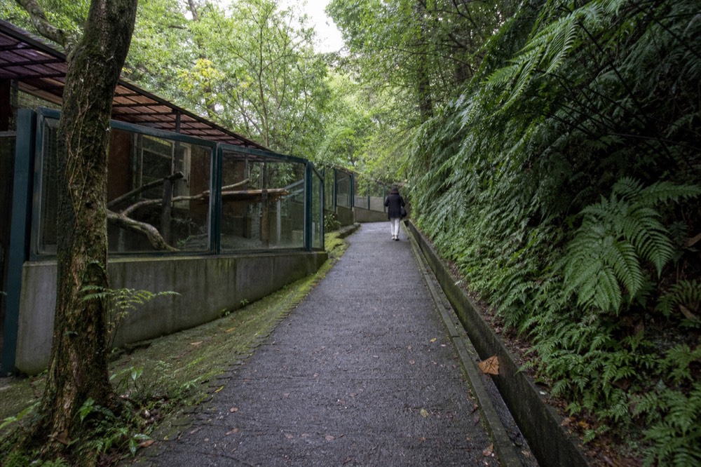 Wooded zoo hillside path with animal enclosures set among trees, no text, no logos, no people
