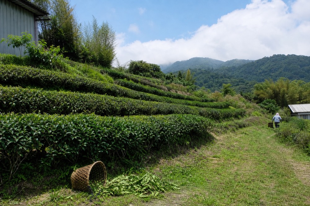 Terraced tea gardens on a hillside with rows of tea bushes, no text, no logos, no people
