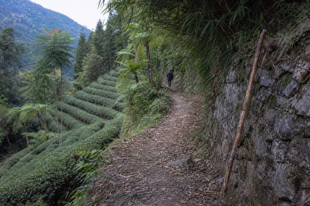 A quiet level walking trail through green countryside on the Maokong hillside, no text, no logos, no people